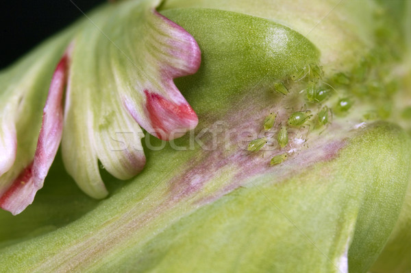 green aphids and tulip Stock photo © joannawnuk