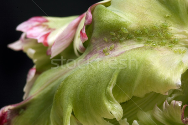 green aphids and tulip Stock photo © joannawnuk