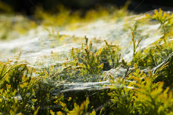 Stock photo: Morning cobweb