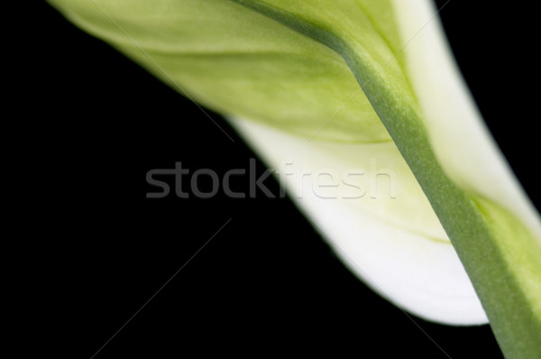 Branco verde flor folha fundo tropical Foto stock © joannawnuk