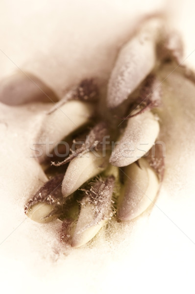 Stock photo: Frozen flowers. blossoms in the ice cube