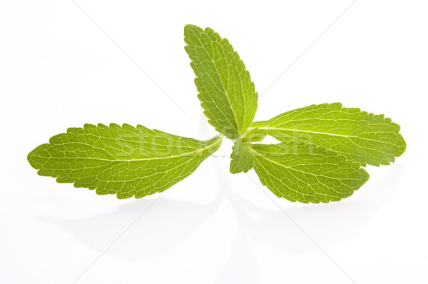 Stevia Rebaudiana leafs isolated on white background  Stock photo © joannawnuk