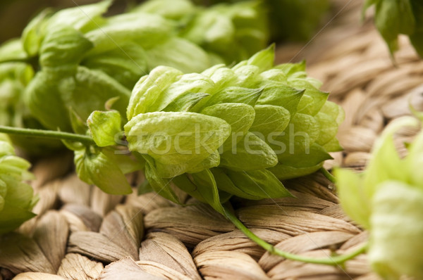 Hop cone and leaves Stock photo © joannawnuk