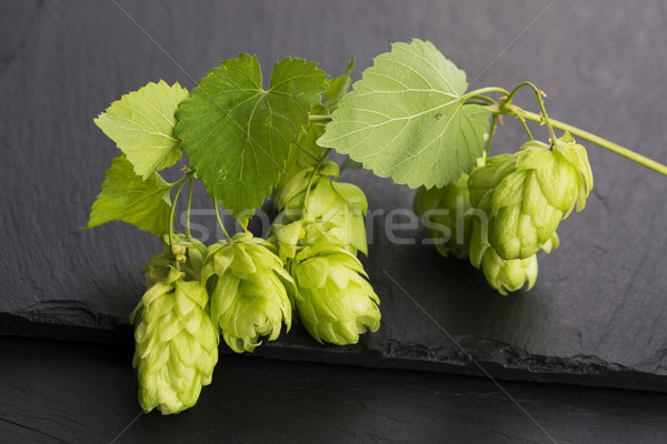Proaspăt verde hop natură tabel viaţă Imagine de stoc © joannawnuk
