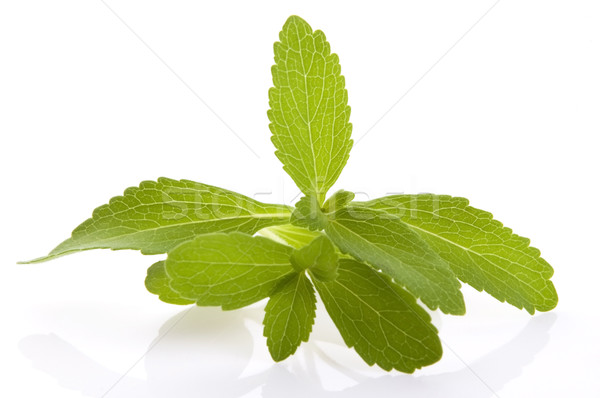 Stevia Rebaudiana leafs isolated on white background  Stock photo © joannawnuk