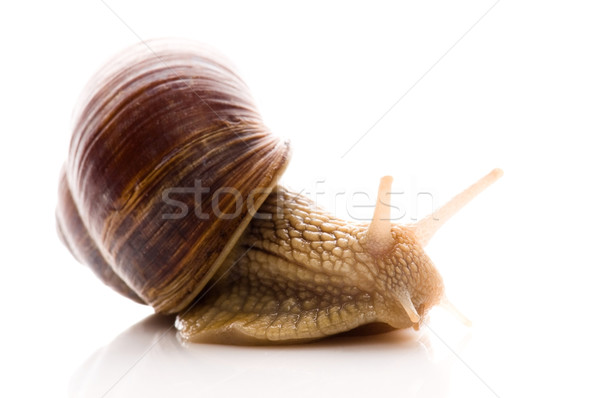 Snail Stock photo © joannawnuk