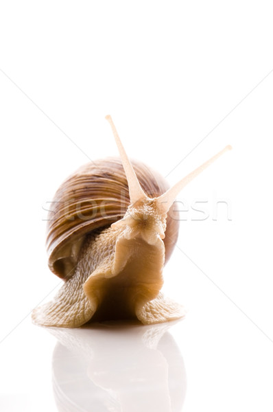 Snail Stock photo © joannawnuk