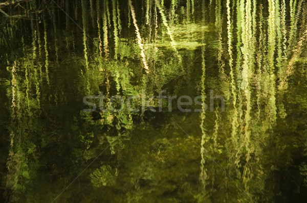 Trópusi kilátás papirusz víz fa tavasz Stock fotó © joannawnuk