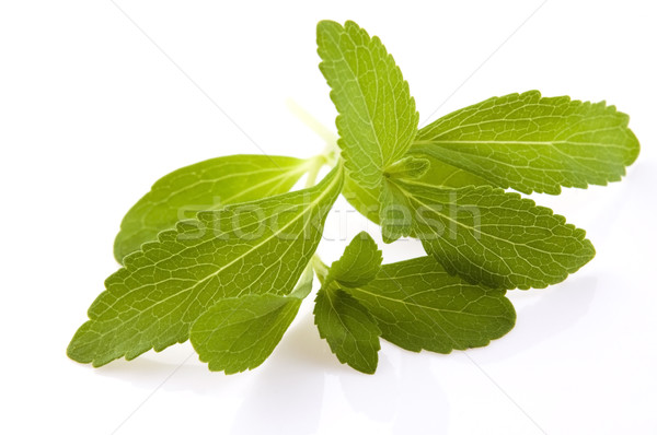 Stevia Rebaudiana leafs isolated on white background  Stock photo © joannawnuk