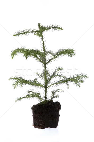 Growing araucaria pine in soil Stock photo © joannawnuk