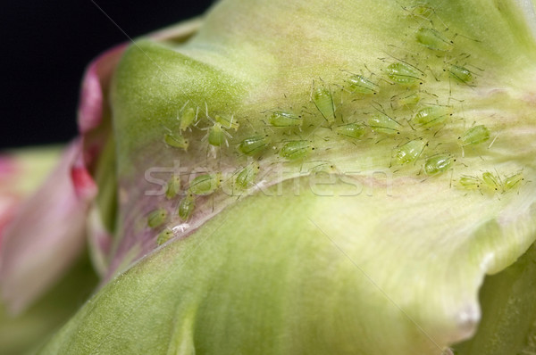green aphids and tulip Stock photo © joannawnuk