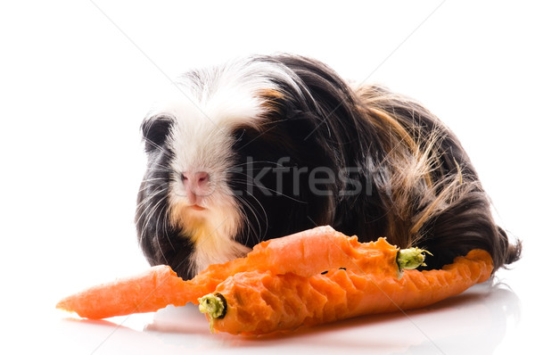 guinea pig with carrots Stock photo © joannawnuk