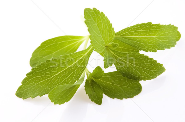 Stevia Rebaudiana leafs isolated on white background  Stock photo © joannawnuk