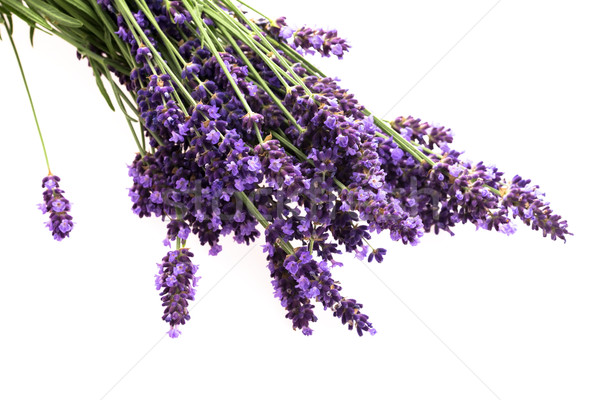 Lavender flowers on the white background Stock photo © joannawnuk