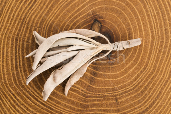 Dried white sage Stock photo © joannawnuk