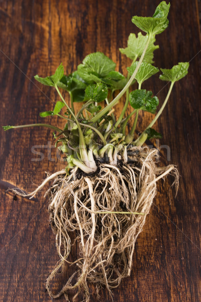 [[stock_photo]]: Wasabi · racines · glace · ferme · usine