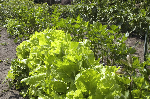 Stock photo: growing lettuce
