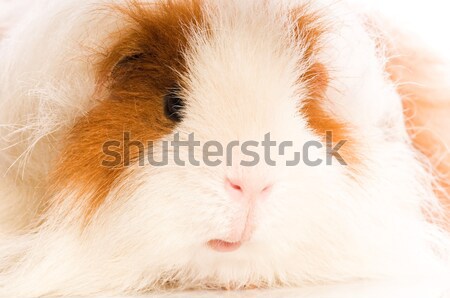 Meerschweinchen Hintergrund rot Schwein funny jungen Stock foto © joannawnuk