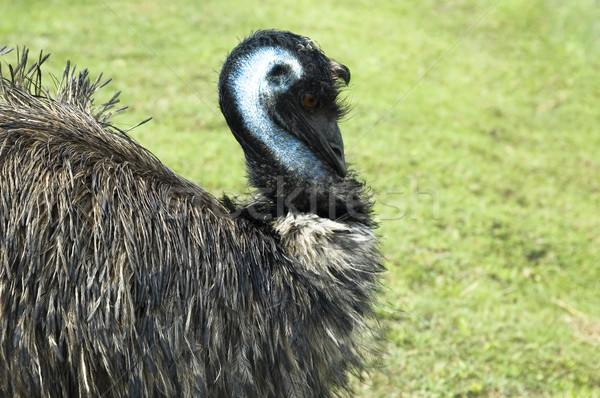 emu Stock photo © joannawnuk