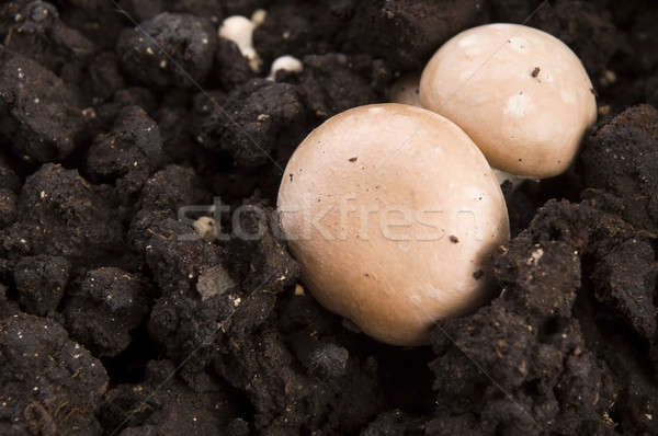 growing mushrooms Stock photo © joannawnuk