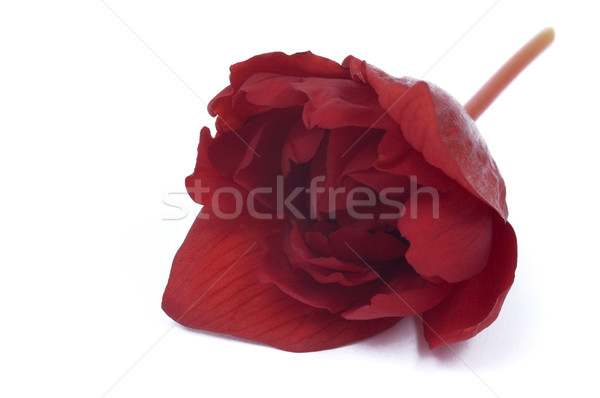 красоту красный красивой свежие концепция макроса Сток-фото © joannawnuk
