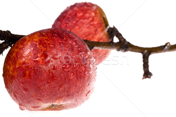 Yalıtılmış cennet kırmızı elma şube gıda elma Stok fotoğraf © joannawnuk