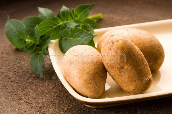 New potato and green dill Stock photo © joannawnuk