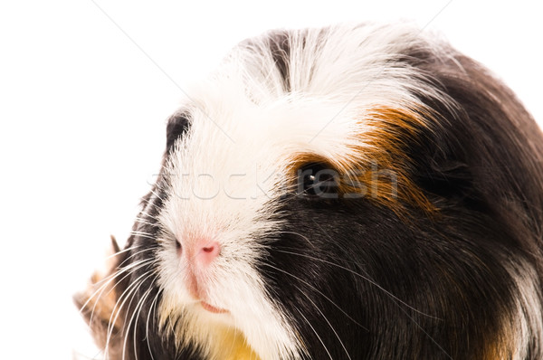 guinea pig isolated on the white background. coronet Stock photo © joannawnuk