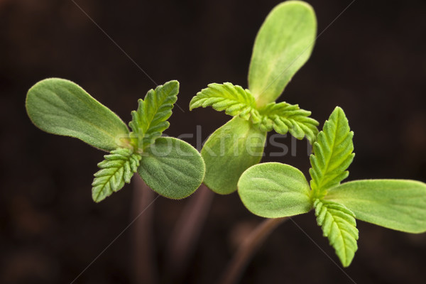 Sprout of hemp cannabis marihuana Stock photo © joannawnuk