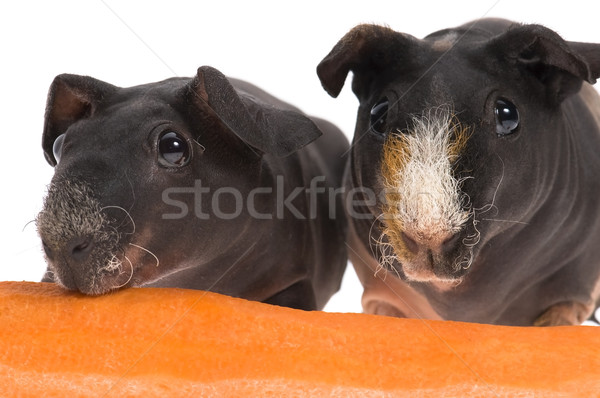 skinny guinea pigs with carrot on white background Stock photo © joannawnuk