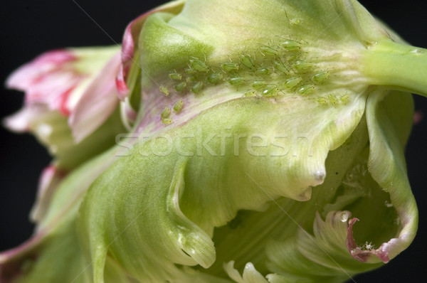 green aphids and tulip Stock photo © joannawnuk