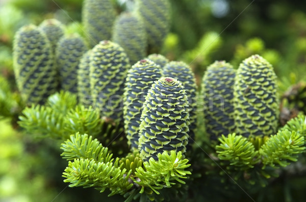 Stockfoto: Pine · tak · kegel · bos · planten · witte