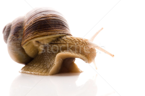 Snail Stock photo © joannawnuk