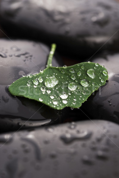 Zen Stones And Ginko Biloba Leaves With Water Drops Stock Photo C Joannawnuk Stockfresh