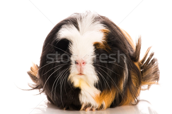 guinea pig isolated on the white background. coronet Stock photo © joannawnuk