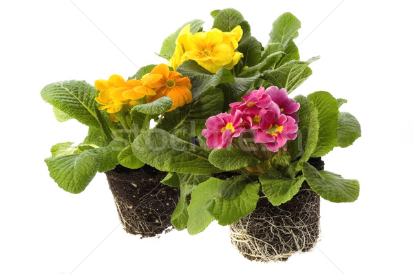 [[stock_photo]]: Fleurs · du · printemps · root · printemps · Daisy · jaune · objet