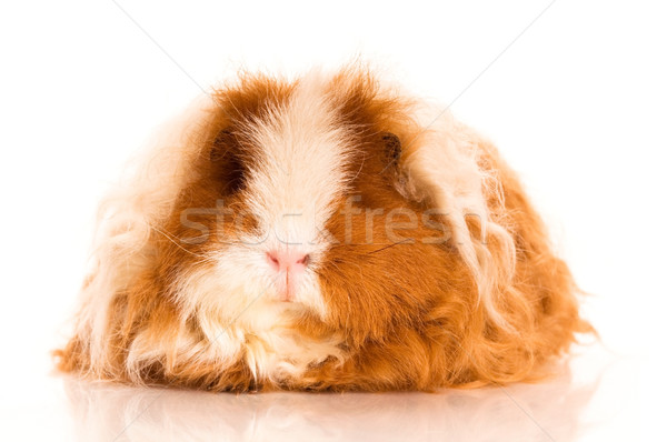 Stock photo: long hair guinea pig