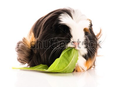 Meerschweinchen isoliert weiß schwarz Leben jungen Stock foto © joannawnuk