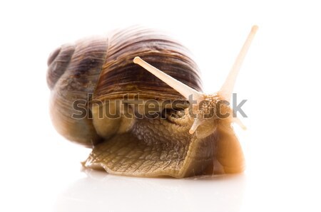 Snail Stock photo © joannawnuk