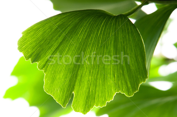 Stok fotoğraf: Yeşil · yaprak · yalıtılmış · beyaz · yaprak · arka · plan · yeşil