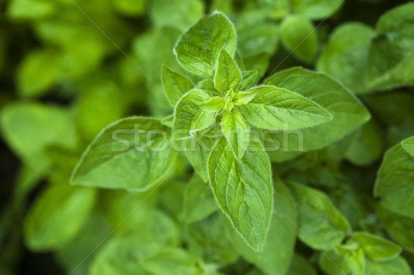 Stock fotó: Növekvő · gyógynövények · menta · textúra · étel · természet