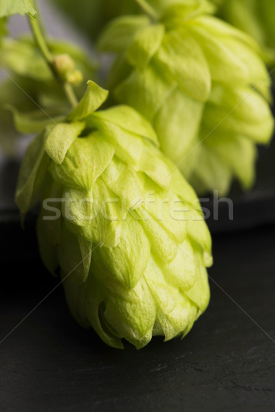 Fresh green hop cones Stock photo © joannawnuk