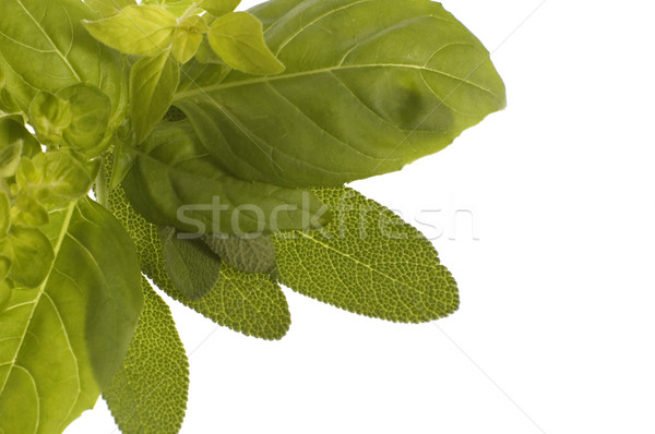 Stock photo: fresh herbs. basil and oregano