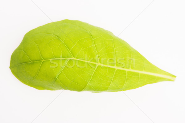 green tobacco leaf isolated on the white background Stock photo © joannawnuk