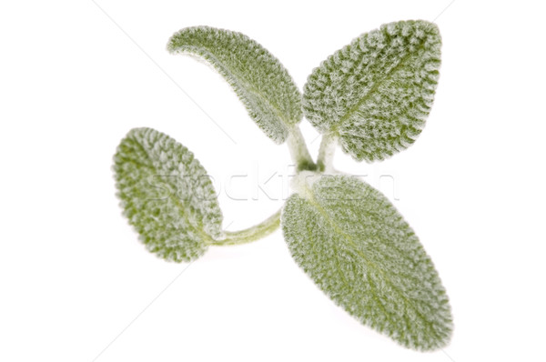 Foto stock: Salvia · hojas · primavera · naturaleza · jardín · blanco