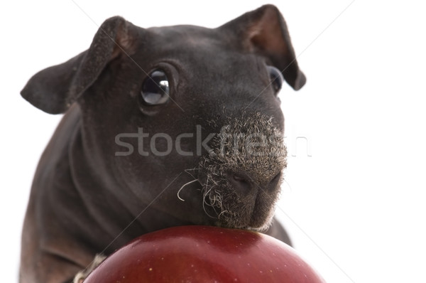 skinny guinea pig and red apple h on white background Stock photo © joannawnuk