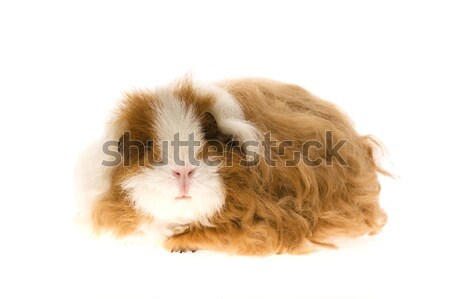 guinea pig - texel Stock photo © joannawnuk