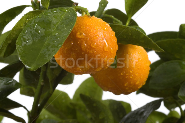 calamondin tree with fruit and leaves. orange fruit Stock photo © joannawnuk
