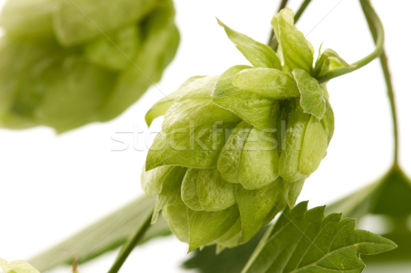 Hop cone and leaves on white background  Stock photo © joannawnuk