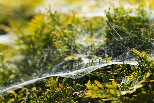 Morning cobweb Stock photo © joannawnuk